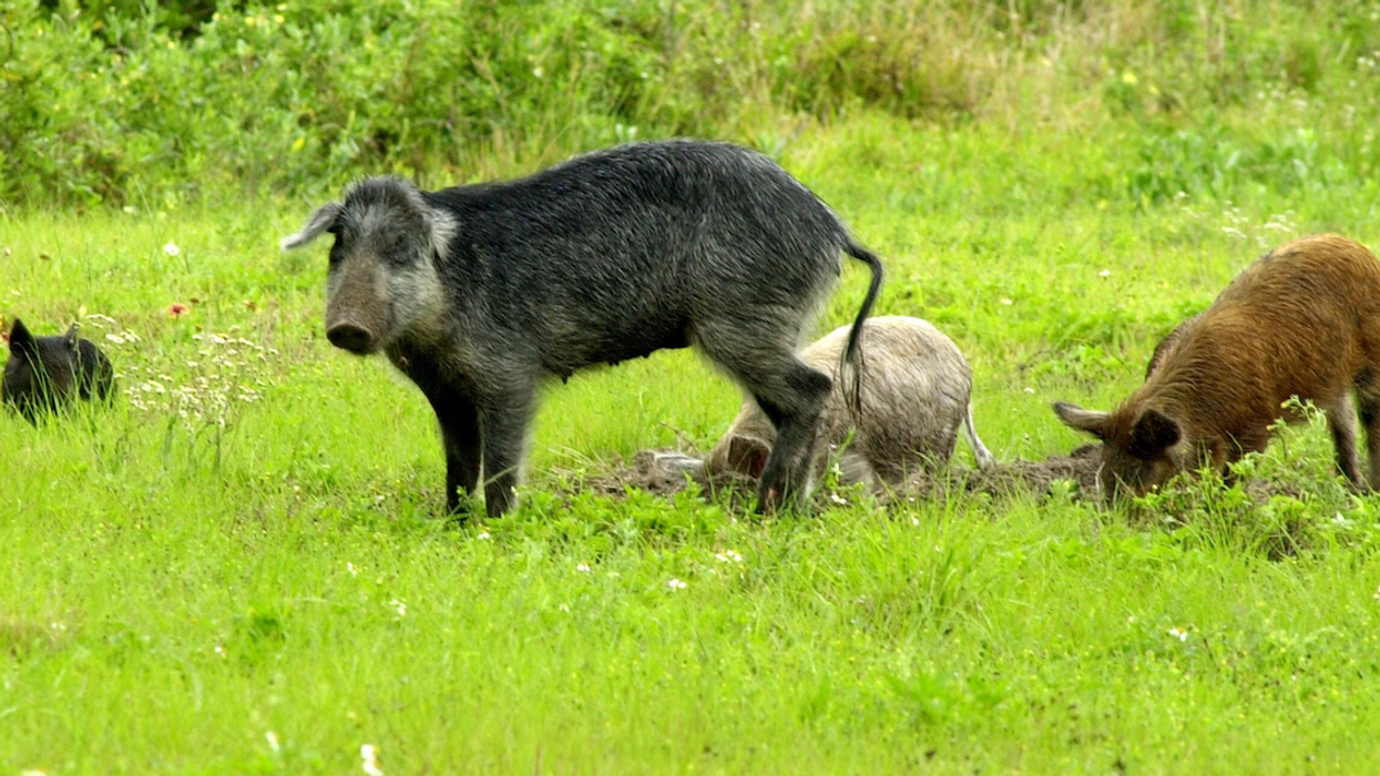 Feral pigs, like these shown in Florida, are alarmingly growing in number in Canada.