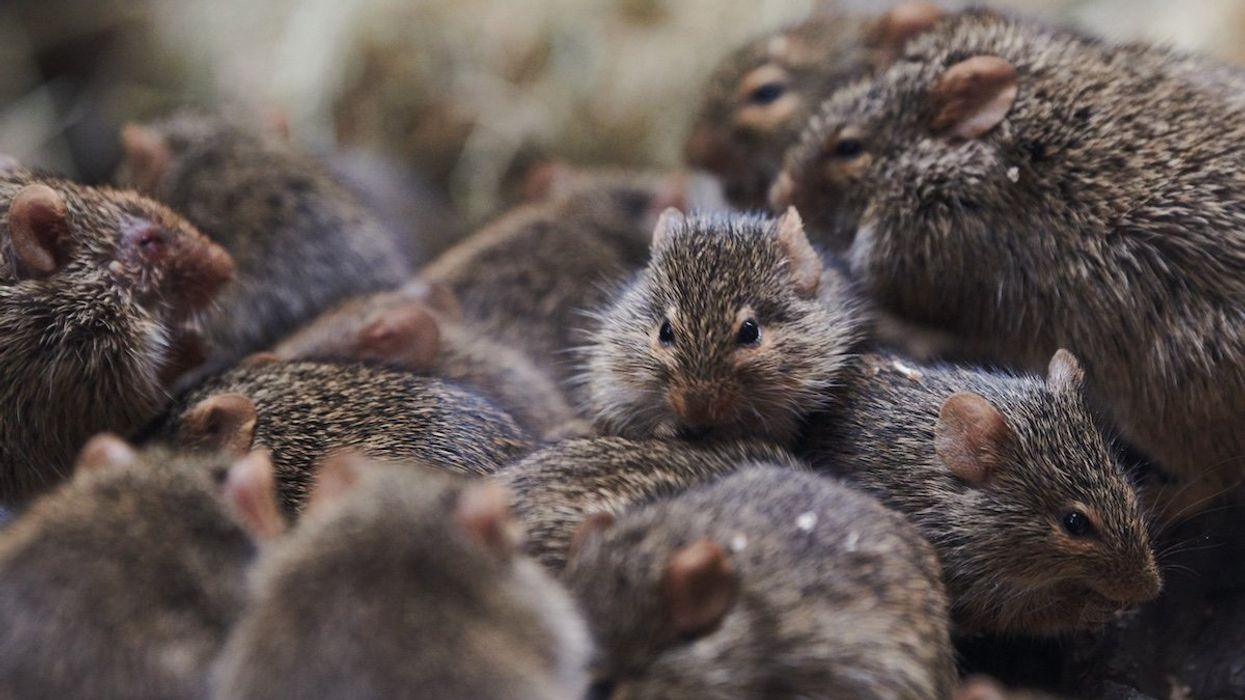 FILE PHOTO: 08 March 2019, Tierpark Berlin: Grass rats in their cage in the Tierpark Berlin.