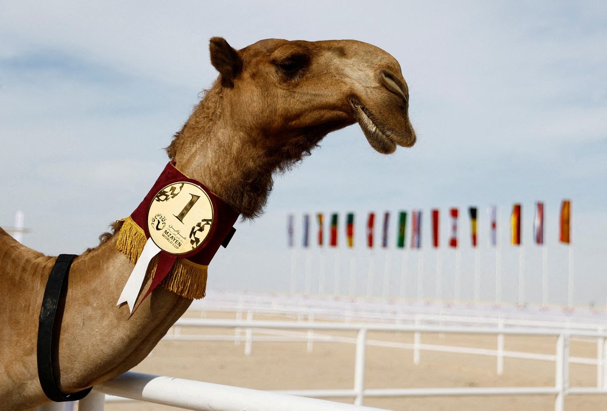 First-place camel is pictured after a beauty contest in Qatar.