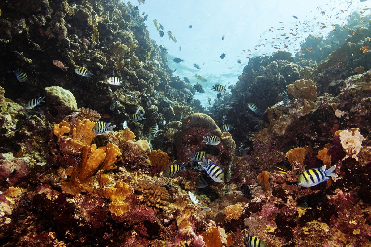 Fish swim above a coral reef in the Red Sea offshore of the King Abdullah University of Science and Technology (KAUST) near the city of Jeddah, Saudi Arabia, December 17, 2019.