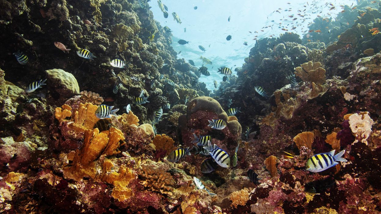 Fish swim above a coral reef in the Red Sea offshore of the King Abdullah University of Science and Technology (KAUST) near the city of Jeddah, Saudi Arabia, December 17, 2019.