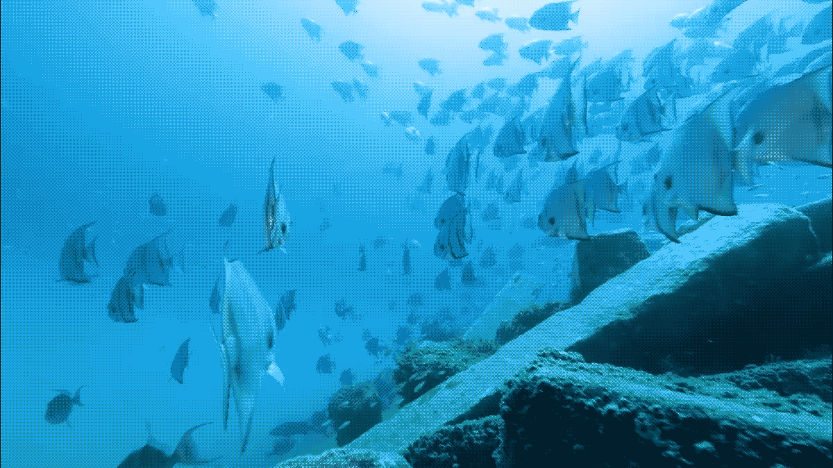 Fish swimming in the sea