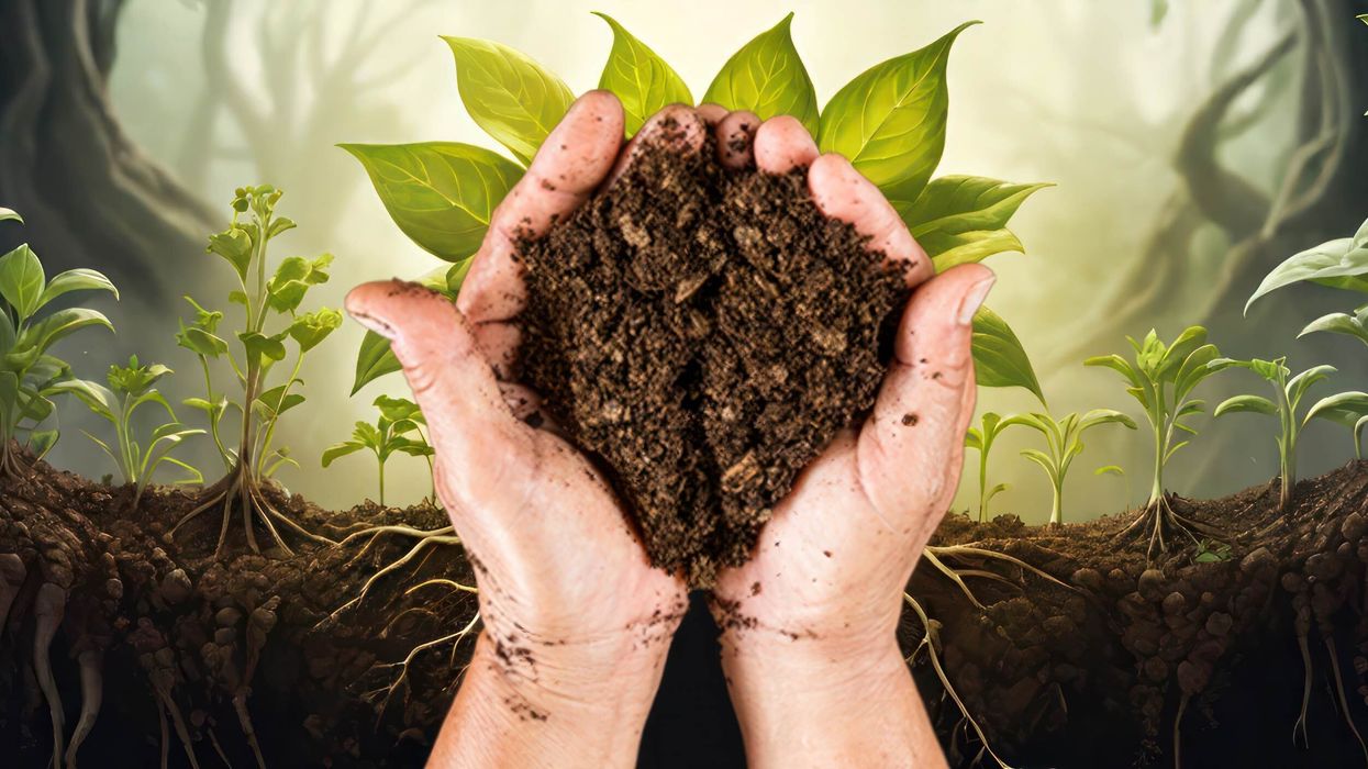 Hands holding soil with plants and trees with roots in the ground in the background