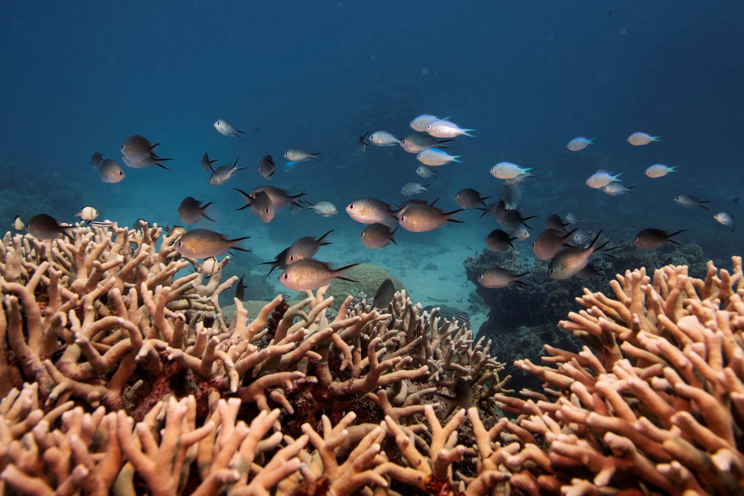 Hard Numbers: Great Barrier Reef downgraded, Africa gets mRNA hub, Bitcoin plunges, Cuba touts COVID jab