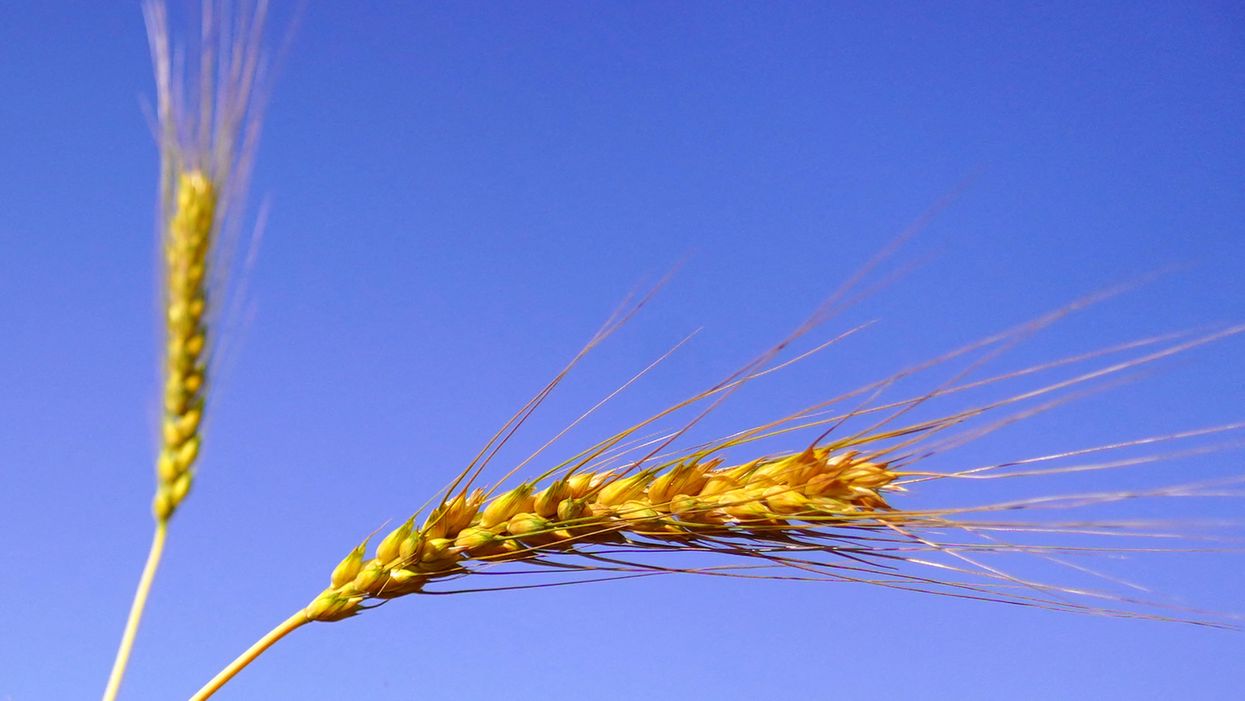 Hard Numbers: Indian wheat, Czech worker shortage, Pyongyang airport missile launch, TSA no-mask fines