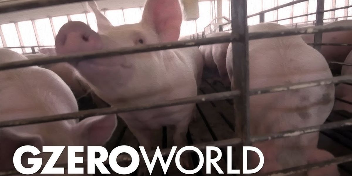 Hog Farming for Smithfield Foods During COVID-19