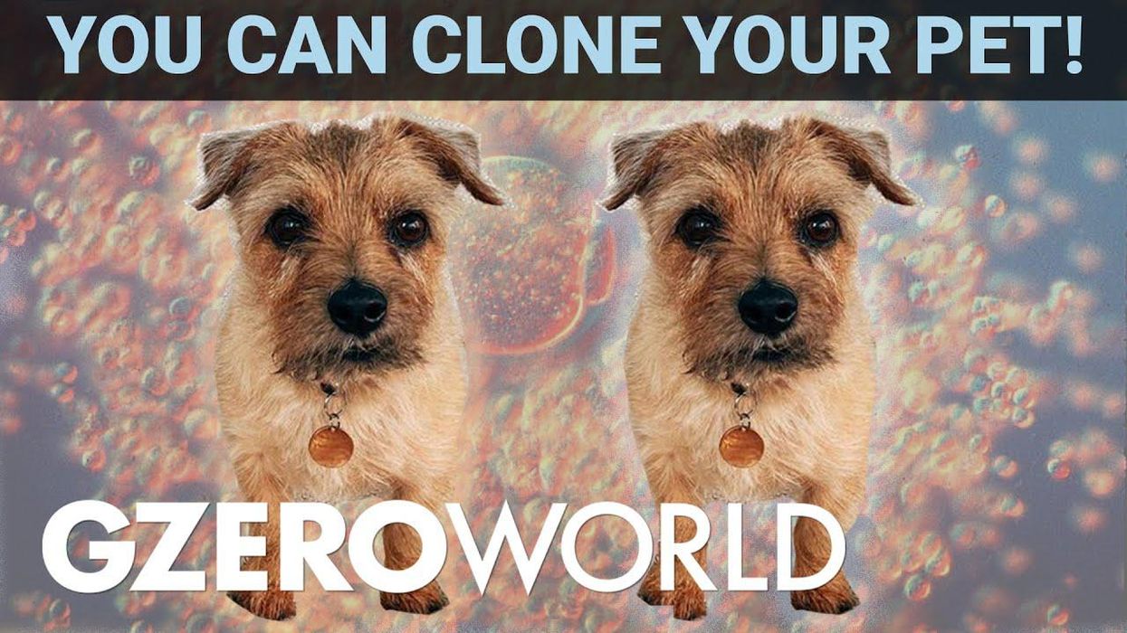 You can clone your pet