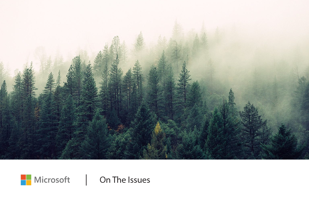 Image of a forest of trees enveloped by fog