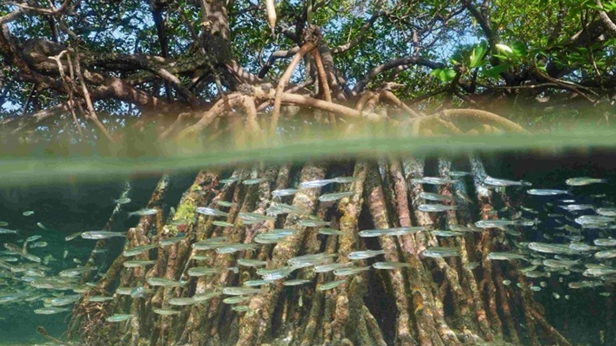 Image of a tree half submerged under water