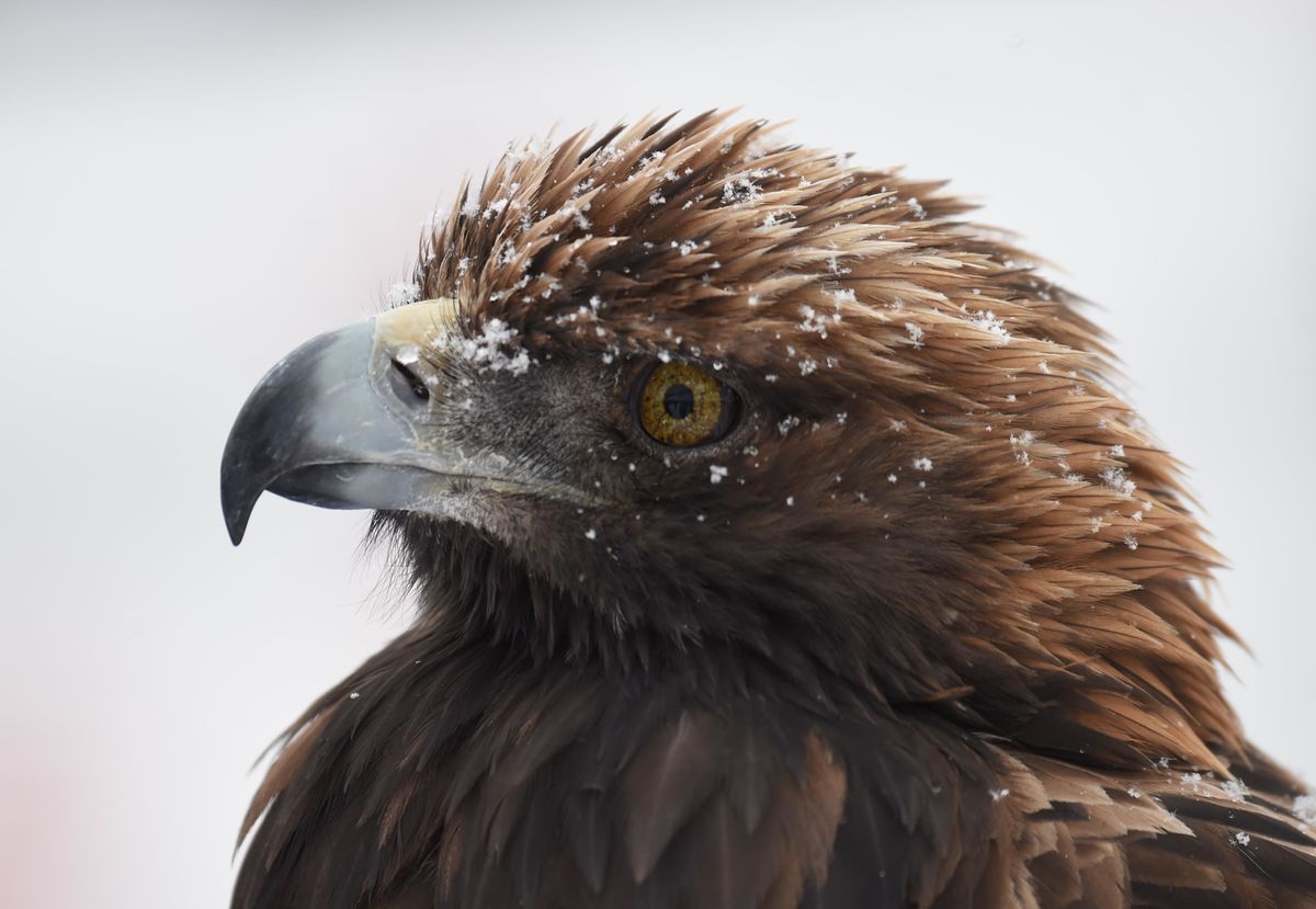 Hard Numbers: Where Eagles Dare to Roam, Expensively