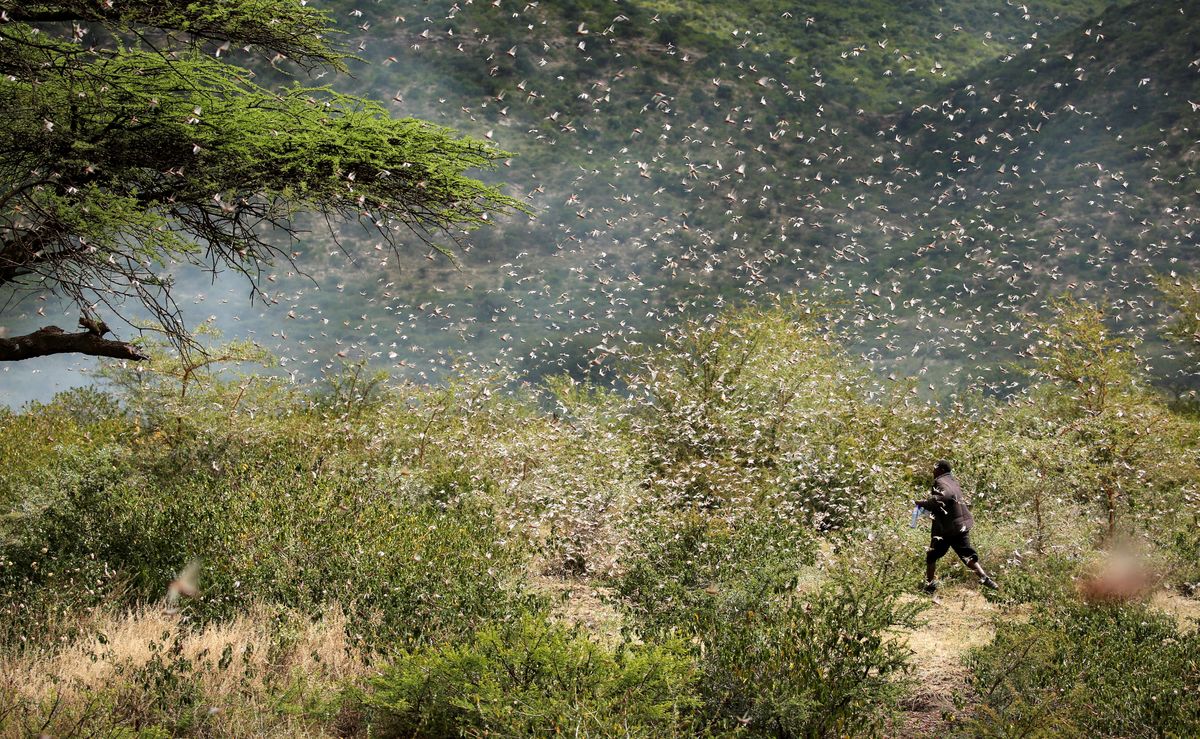 Hard Numbers: Ethiopia faces locusts again, Japan's COVID response lags, and Russian booze booms
