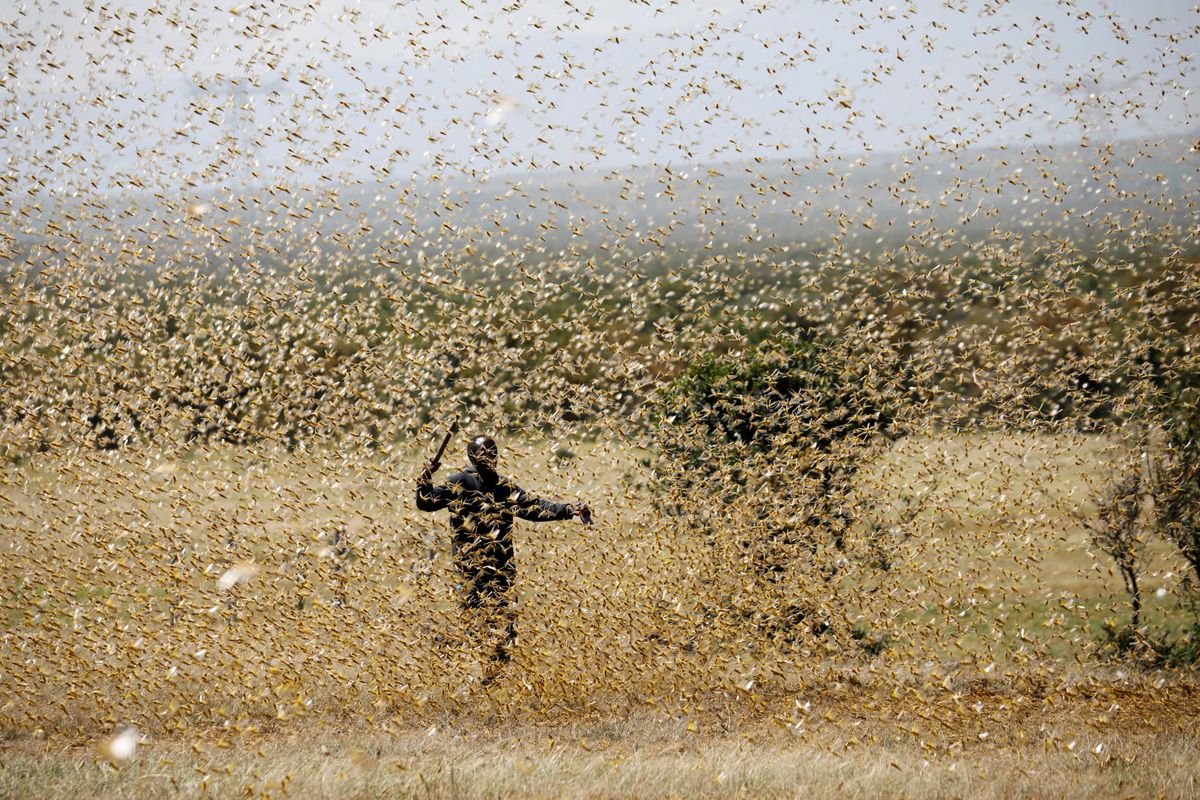 Hard Numbers: Locusts swarm again, Americans refute death toll, vaccine race, diamond diggers die