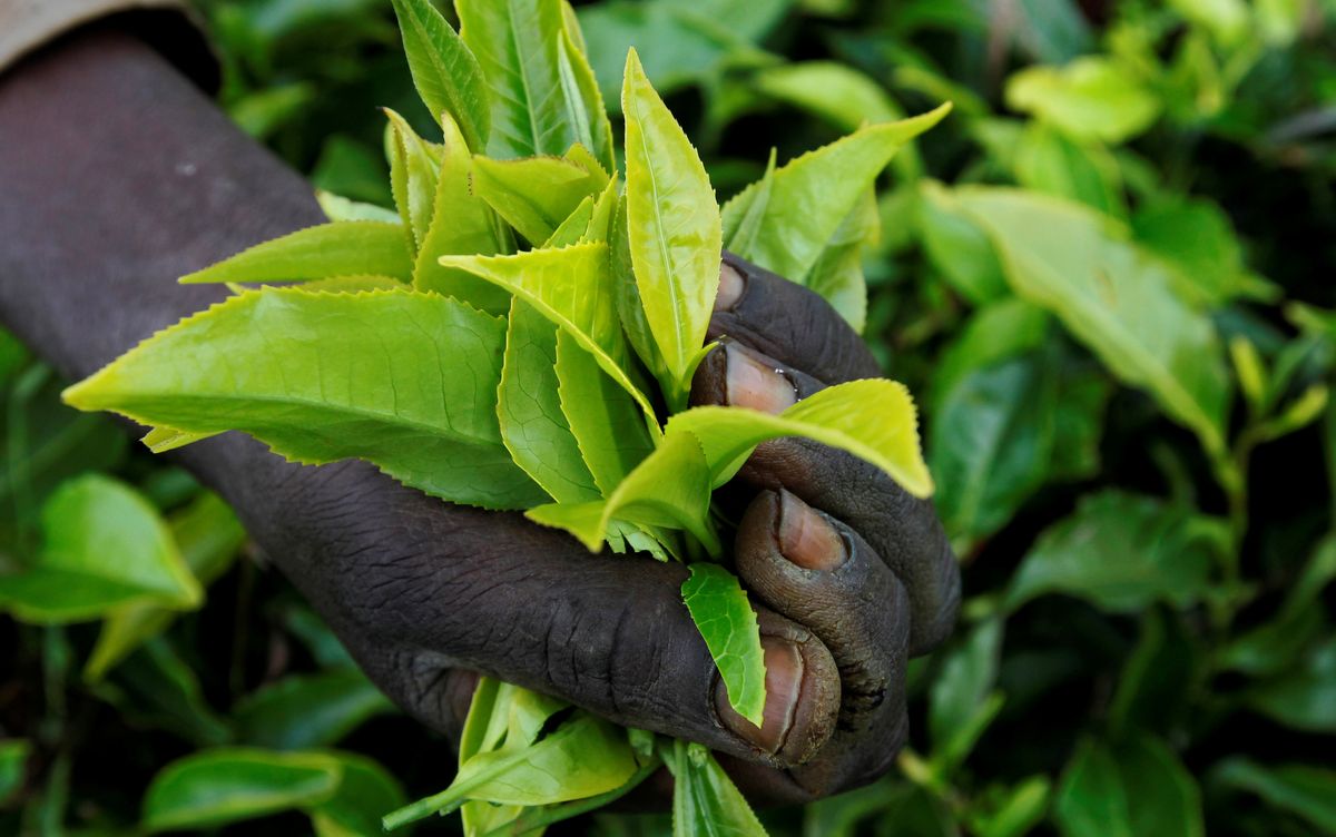 Hard Numbers: Kenya's tea industry takes a spill, twin bombs in the Philippines, Taliban's negotiating team, Lukashenko targets the press