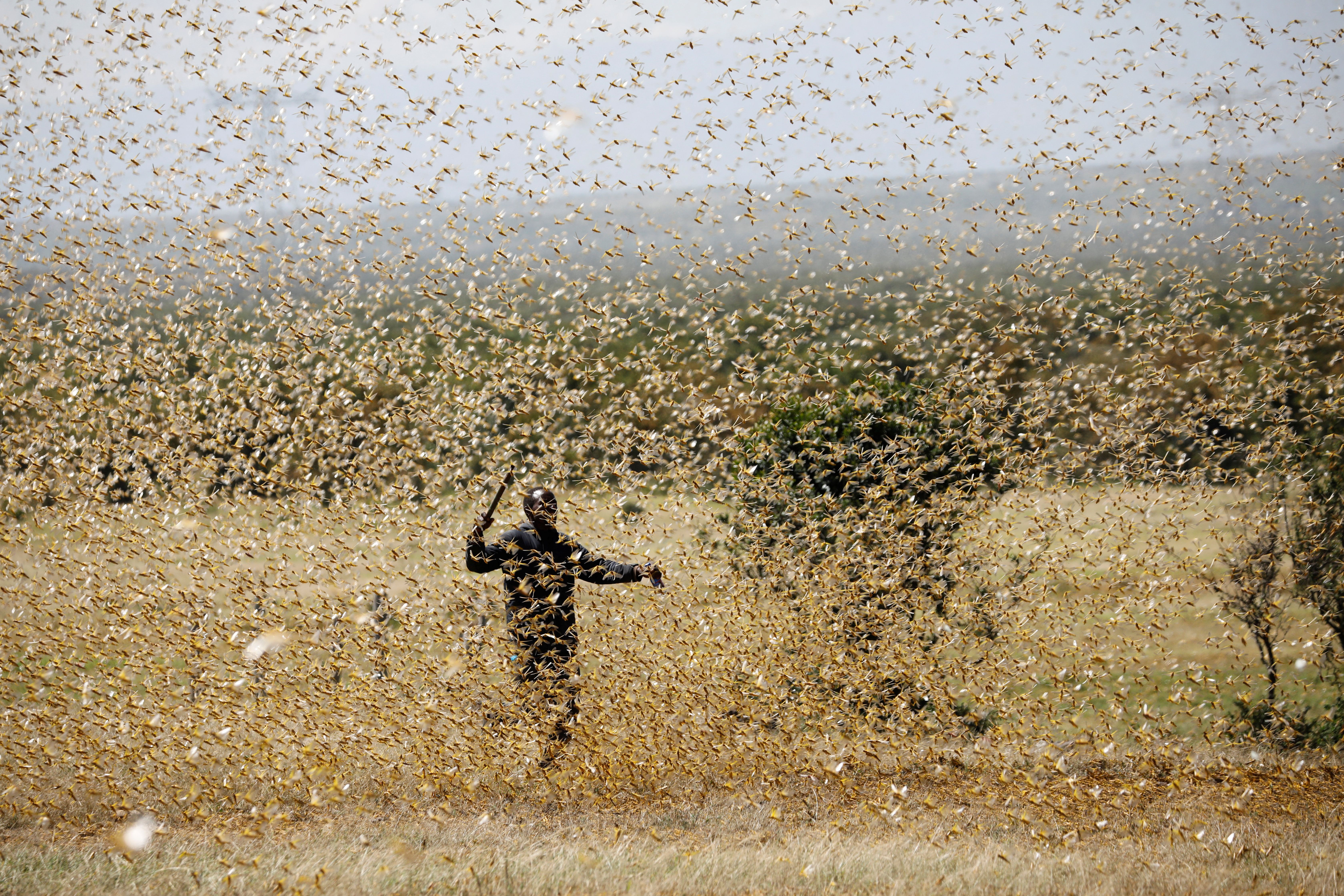 A man attempts to fend-off a swarm of desert locusts at a ranch near the town on Nanyuki in Laikipia county, Kenya.