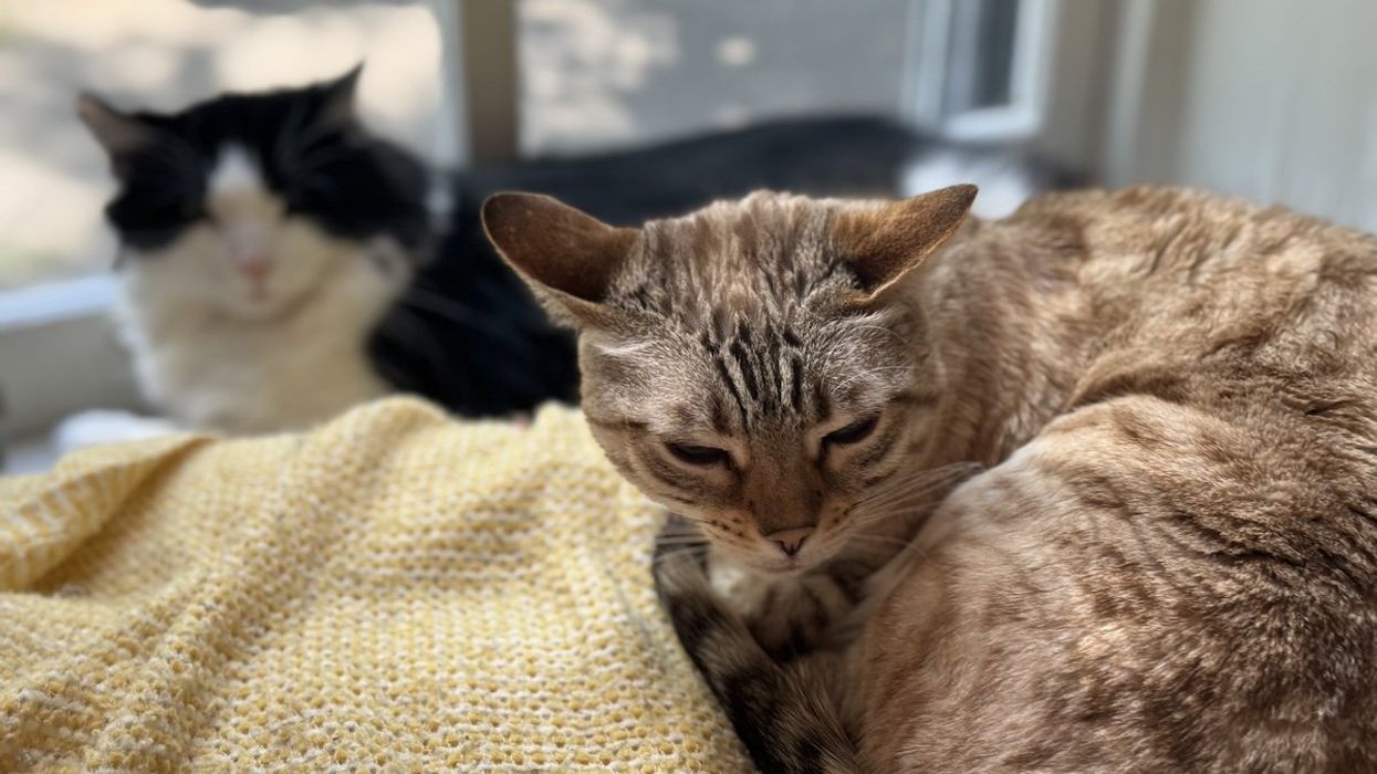 Purrfect automated healthcare