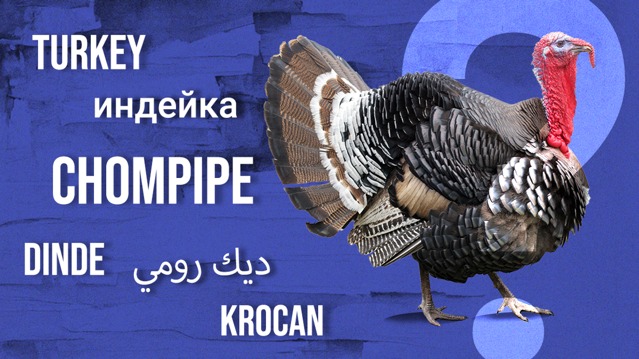 Why are turkeys called turkeys if they aren’t from Turkey?