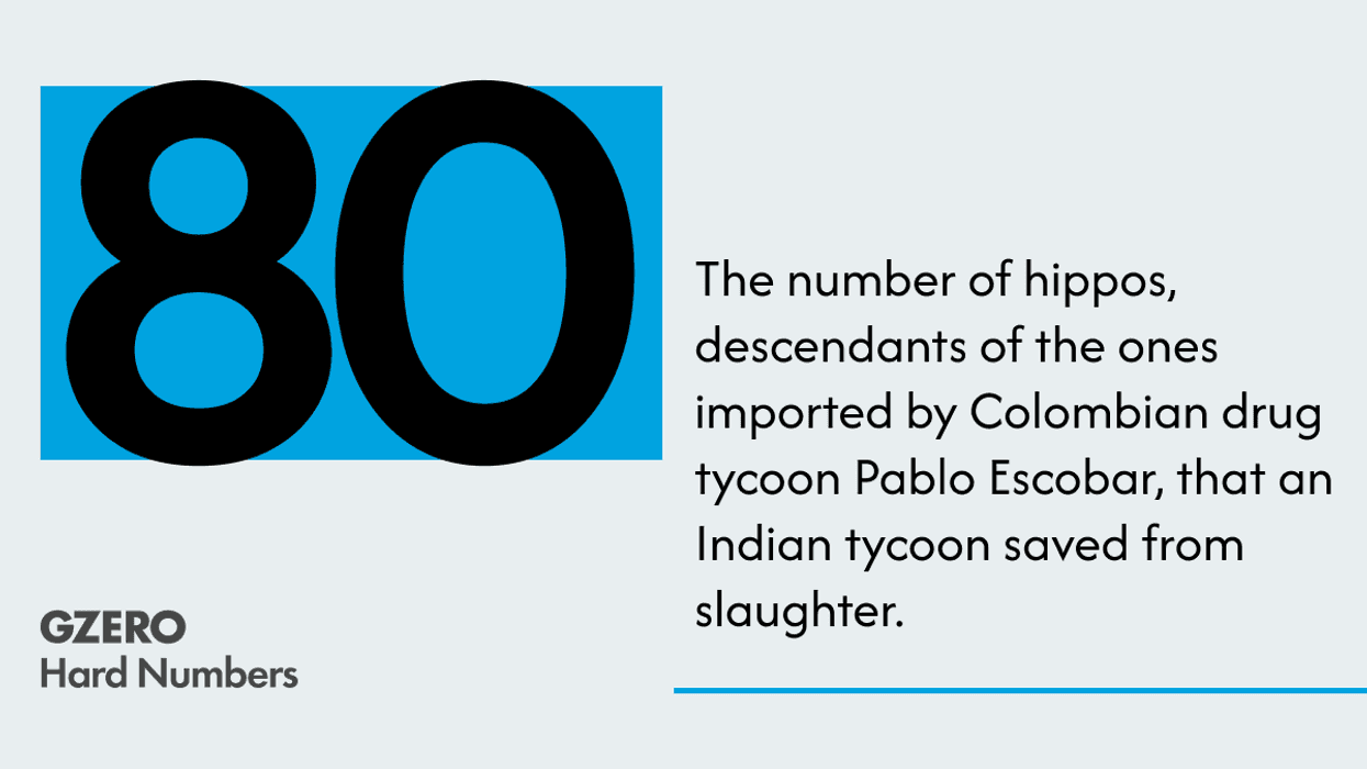Descendants of Escobar’s hippos live to see another day