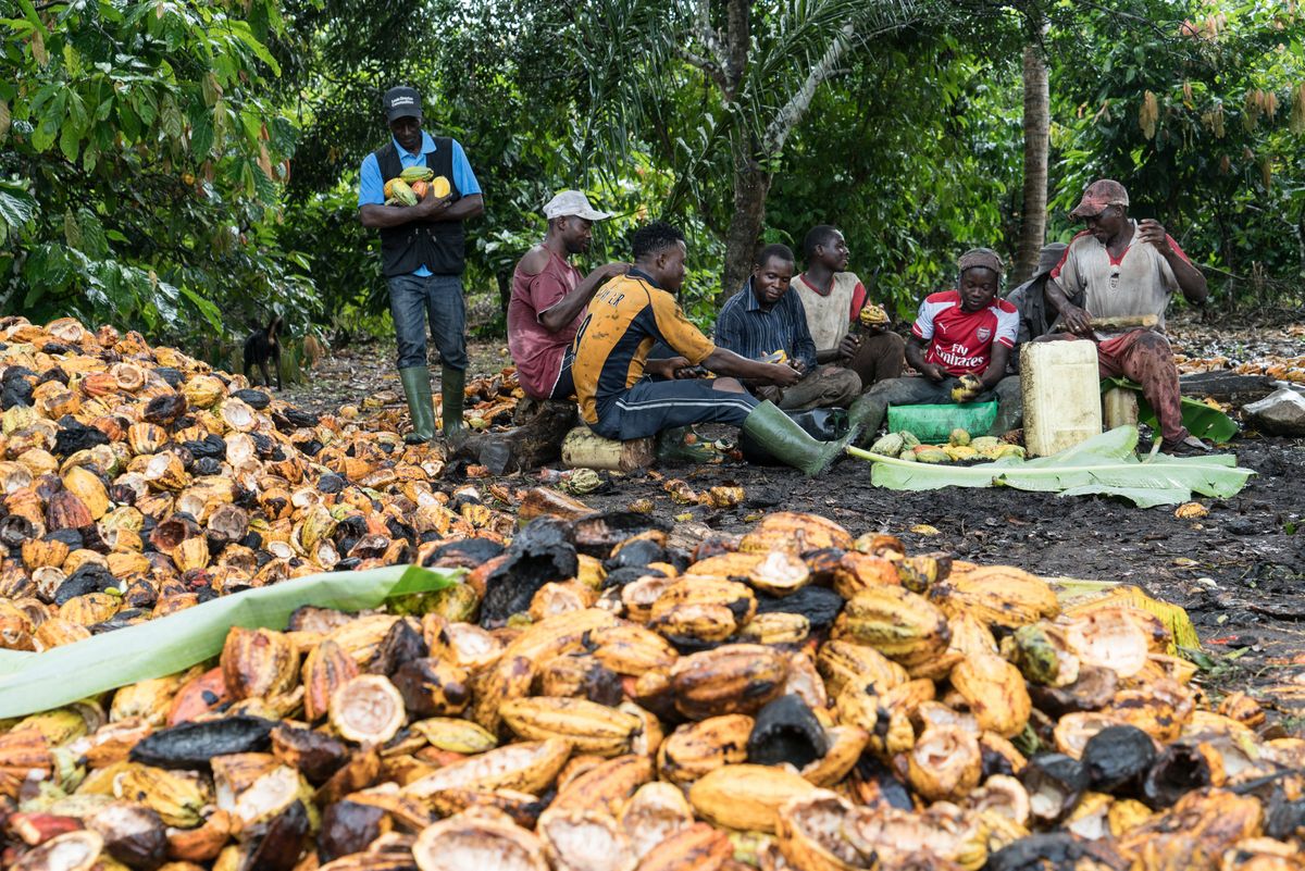 Ivorian farm workers slits cocoa pods to extract the beans in a cocoa plantation of the N'Doucy cooperative near the village of Sokorogbo.