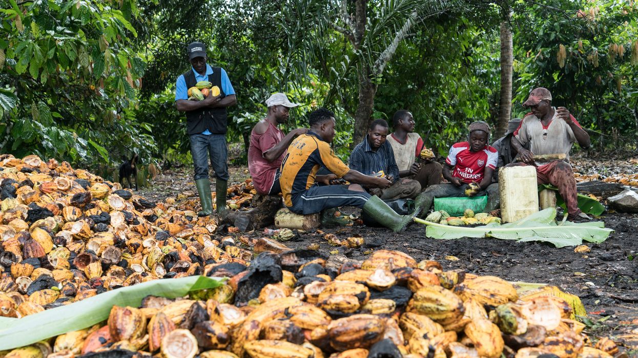 Ivorian farm workers slits cocoa pods to extract the beans in a cocoa plantation of the N'Doucy cooperative near the village of Sokorogbo.