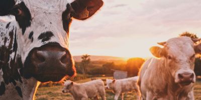 A herd of cows standing on top of a lush green field.
