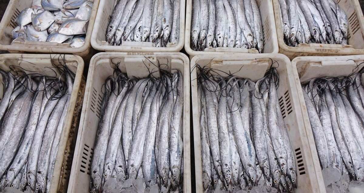 ​A photo taken on September 14, 2024, shows seafood at Jimiya fishing port in Qingdao, China, on September 14, 2024. On September 20, 2024, China and Japan reach a consensus on the issue of the discharge of contaminated water from the Fukushima Daiichi nuclear power plant, and China states that it will gradually resume the import of Japanese aquatic products that meet the regulations.