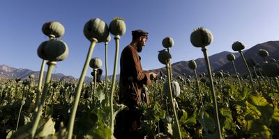An Afghan man works in a poppy field in Nangarhar province in 2016.