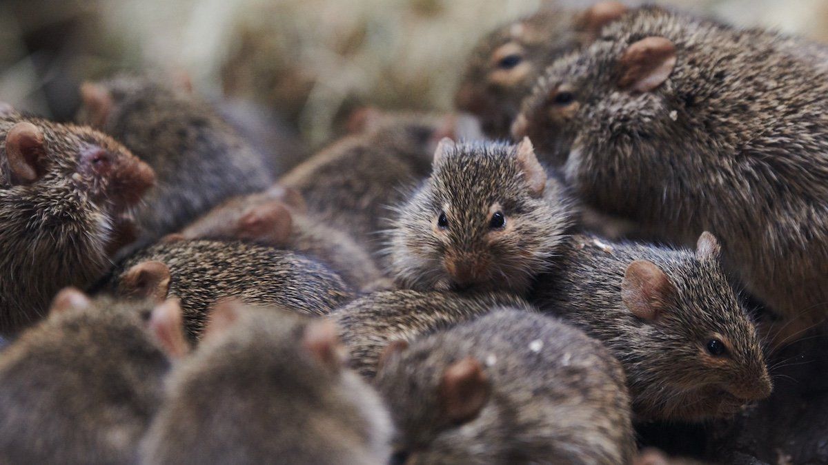 FILE PHOTO: 08 March 2019, Tierpark Berlin: Grass rats in their cage in the Tierpark Berlin.