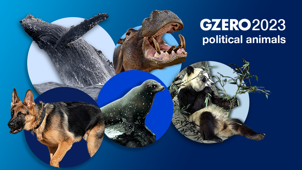 A photo collage of a whale, dog, hippo, seal and panda with the text: GZERO 2023 political animals