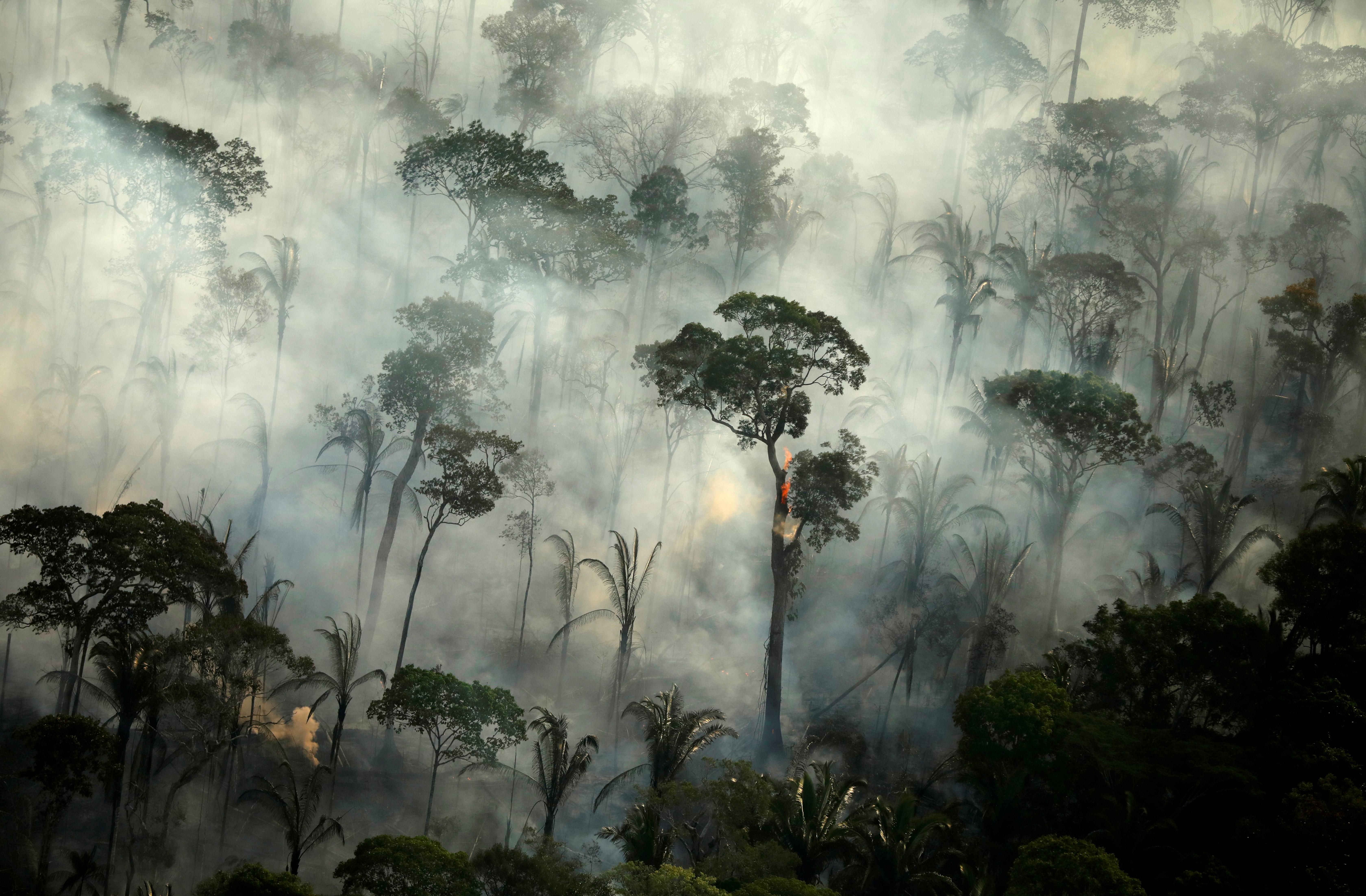 Who controls the “lungs of Earth”?