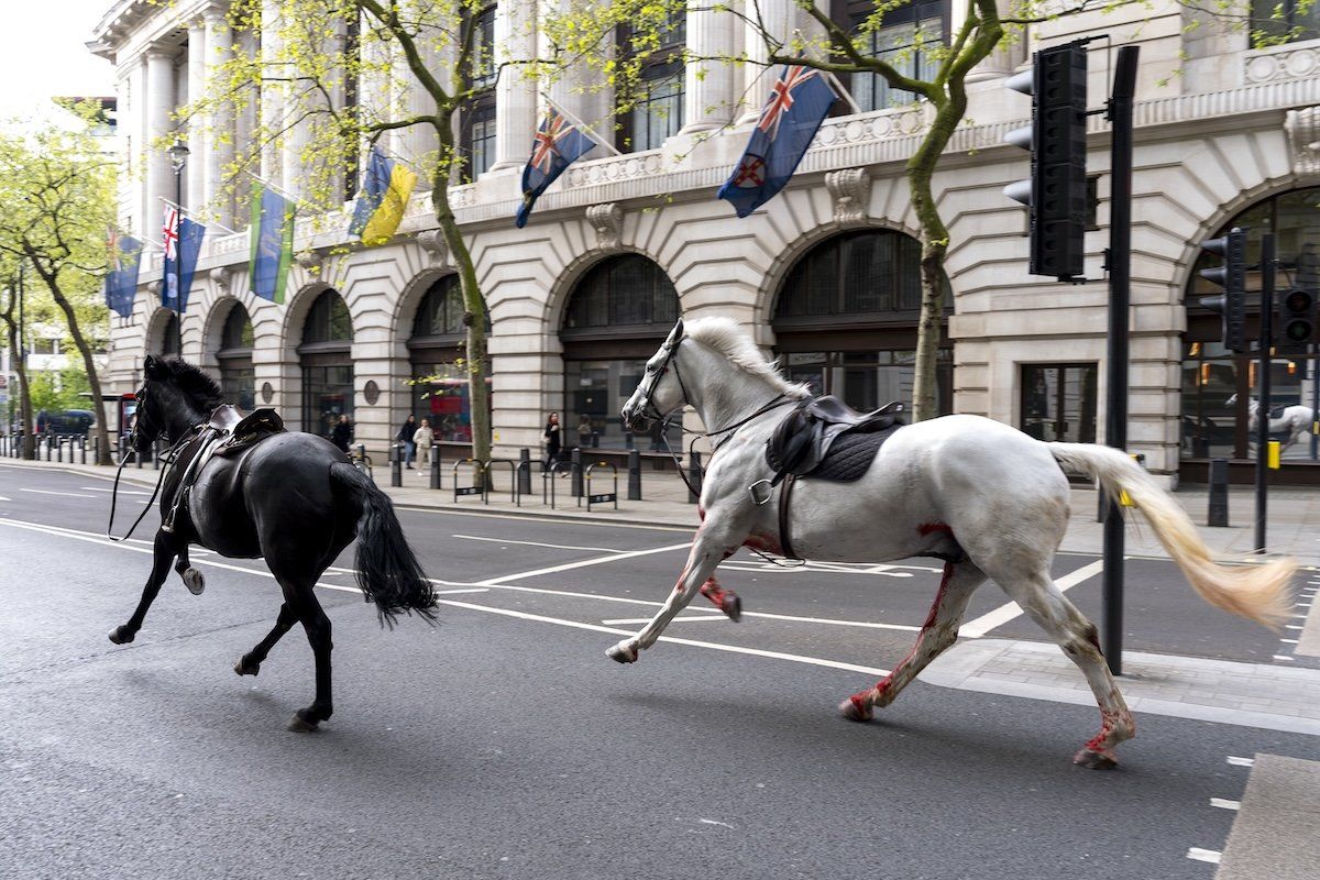 Two horses on the loose bolt through the streets of London near Aldwych on Wednesday, April 24, 2024.