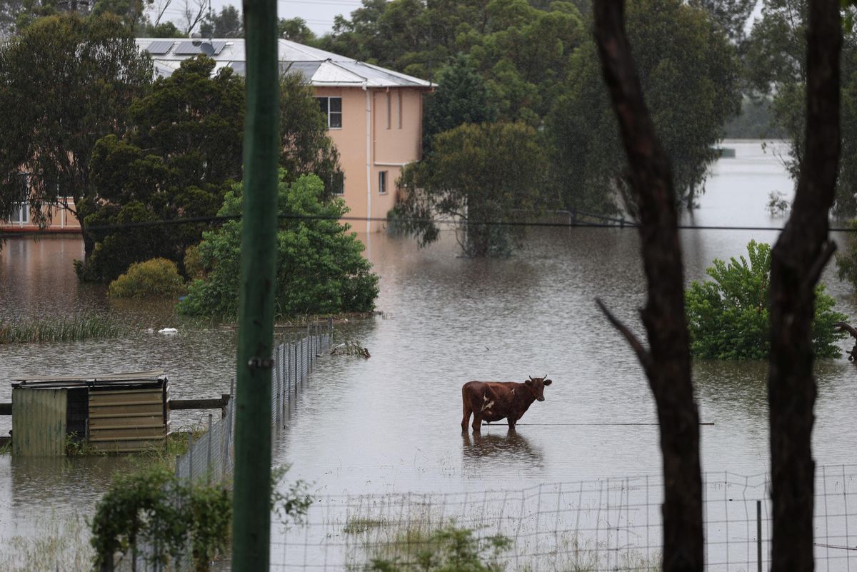 Livestock is seen as floodwaters rise in the suburb of Windsor, as the state of New South Wales experiences widespread flooding and severe weather, in Sydney, Australia, March 22, 2021. 