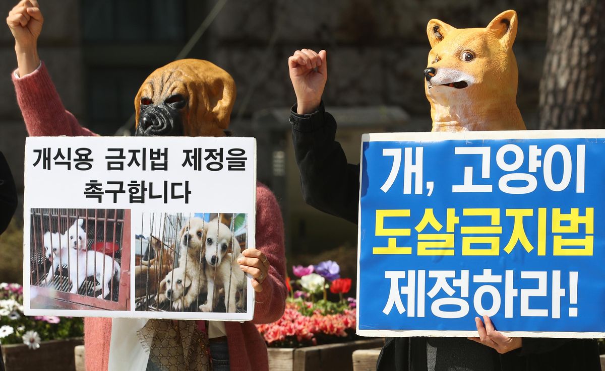 Members of the Korea Association for the Protection of Animals, an animal rights group, meet in Seoul on April 6, 2020 to call for the enactment of a law prohibiting trade and eating cat and dog meat.
