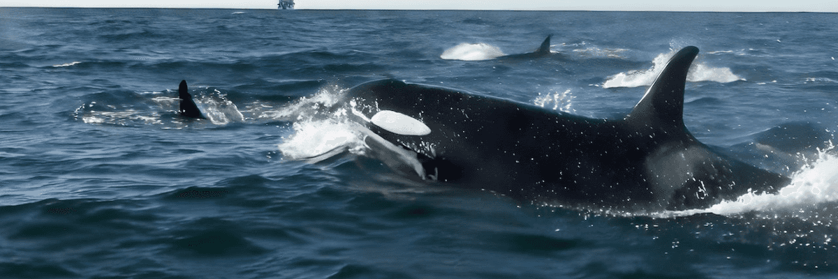 Orcas swimming in the ocean