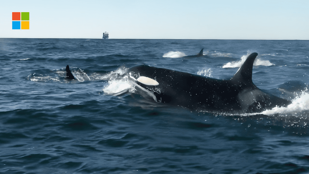 Orcas swimming in the ocean