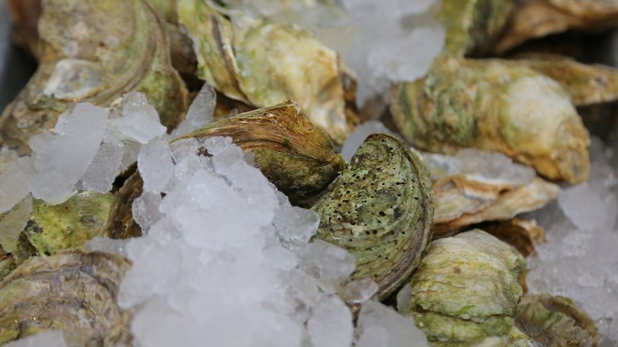 Oysters from Prince Edward Island are displayed in a Toronto market.