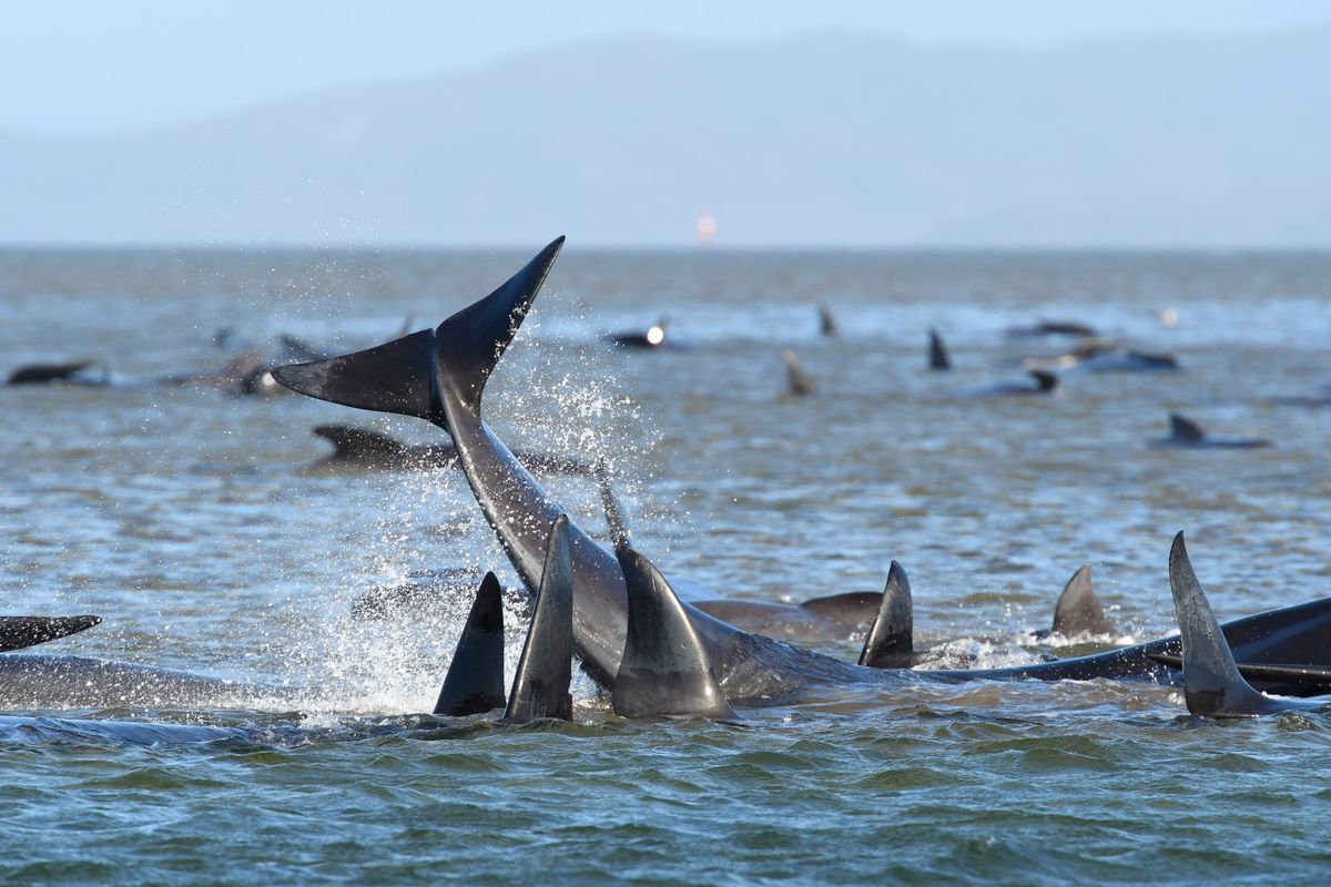 Pod Of 250 Pilot Whales Stranded In Macquarie Harbour, Tasmania