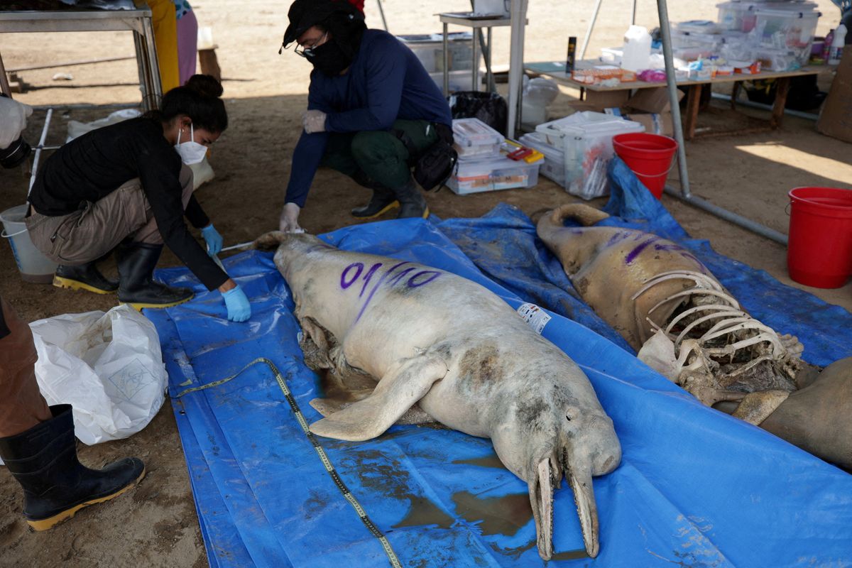 Researchers from the Mamiraua Institute for Sustainable Development analyze a dead dolphin at Tefe lake