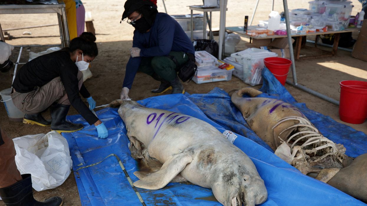 Researchers from the Mamiraua Institute for Sustainable Development analyze a dead dolphin at Tefe lake