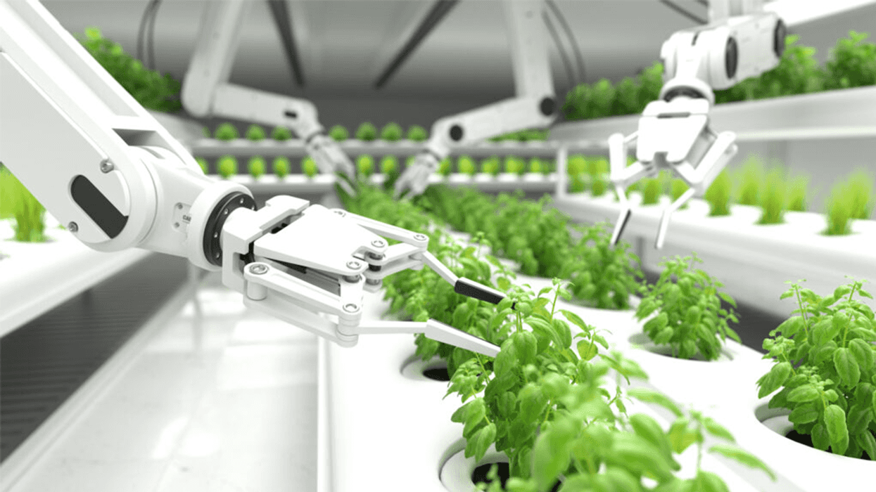 Robot arm farming basil