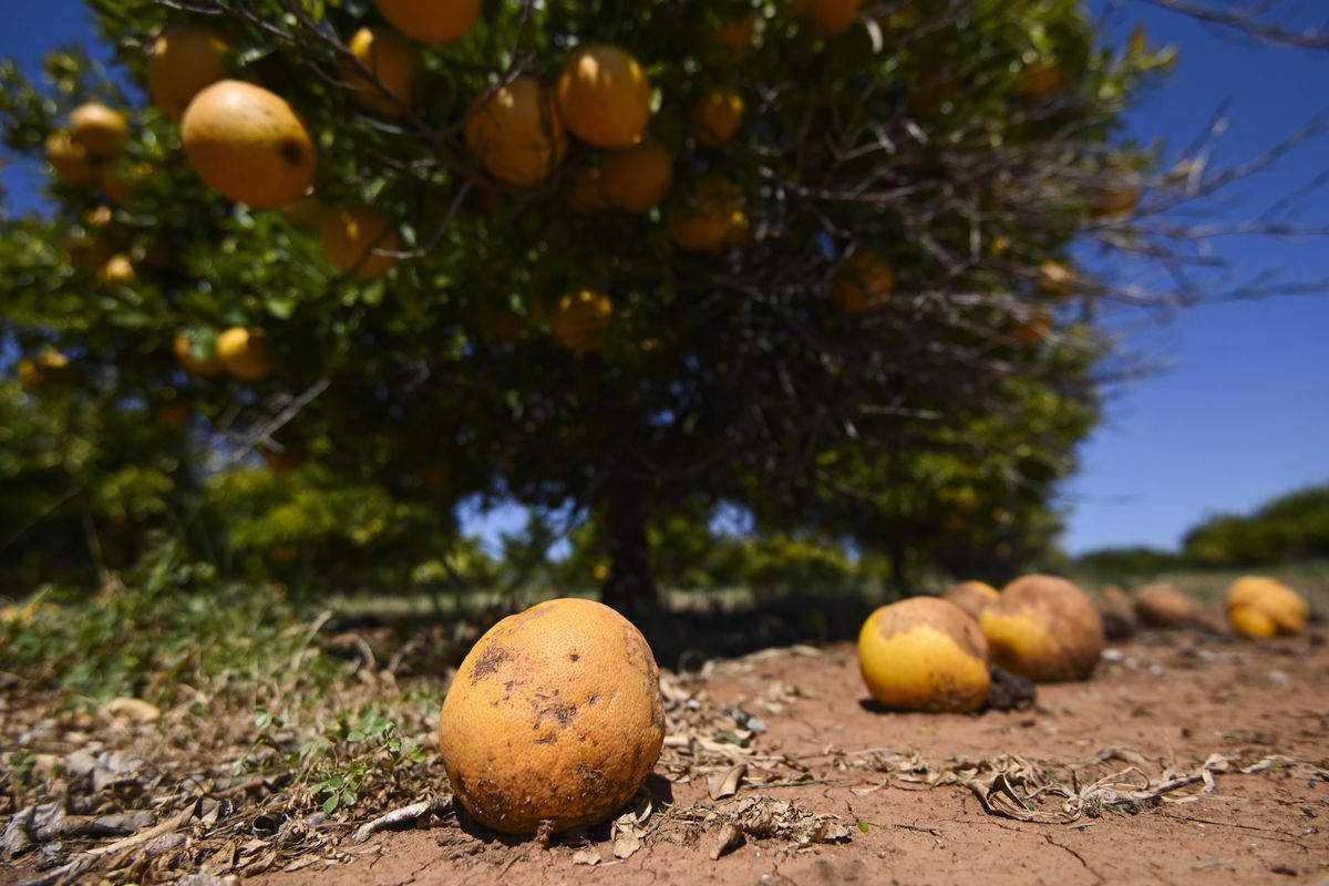 Rotten Grapefruits lay under a tree on a farm near Leeton, NSW, Thursday, October 1, 2020.