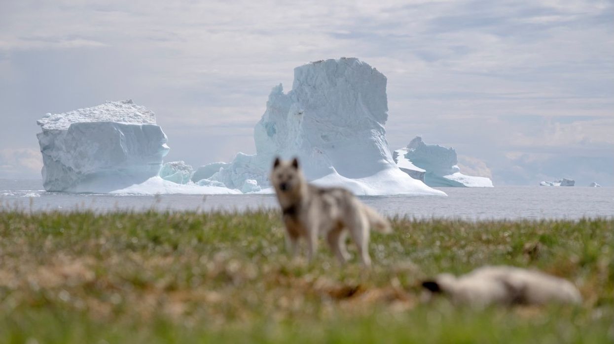 Sled dogs rest near Qeqertarsuaq, on Disko Island, Greenland's largest island, last summer.