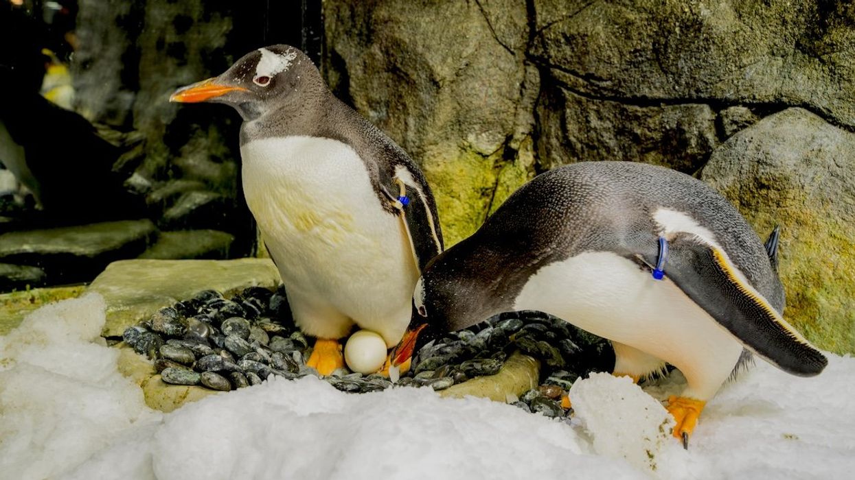 Sphen, one half of the world’s most famous gay gentoo penguin couple, has died at the age of 11.