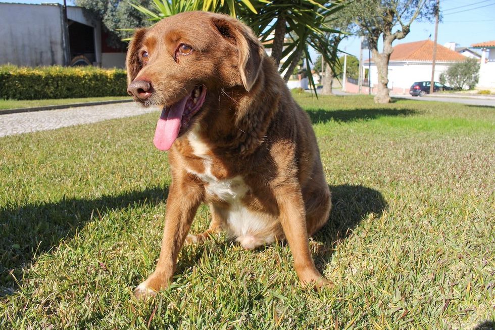 The dog, Bobi, that broke the record for oldest dog ever at 30 years-old, is pictured at Conqueiros, in Leiria, Portugal, February 4, 2023.
