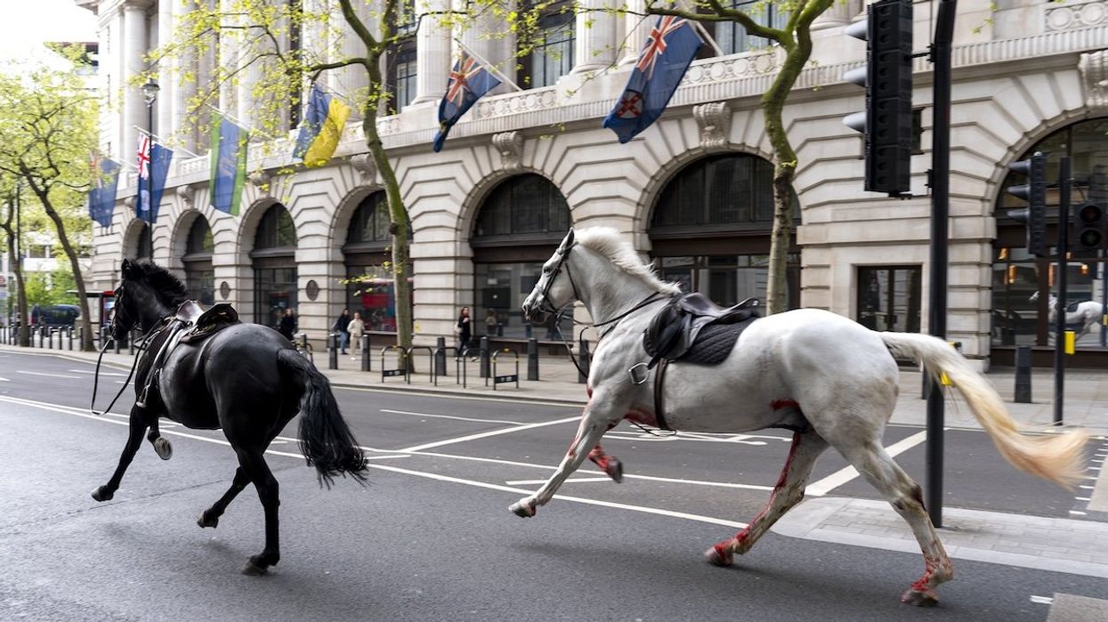 Two horses on the loose bolt through the streets of London near Aldwych on Wednesday, April 24, 2024.
