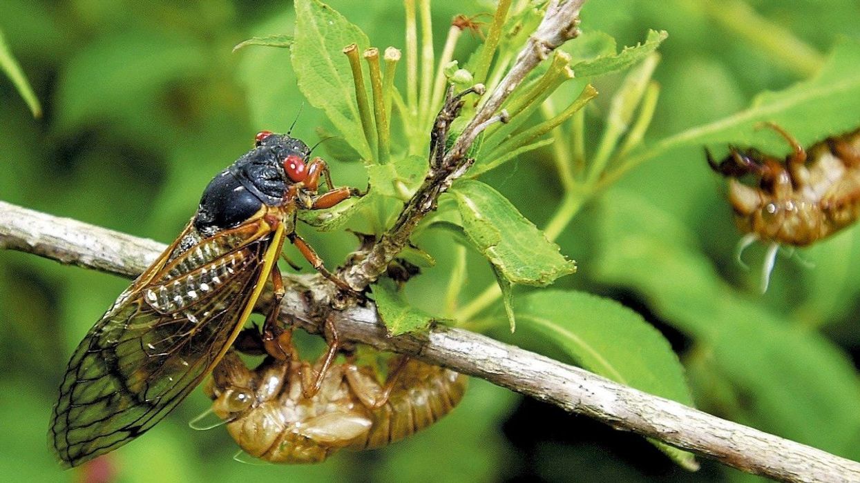 Two types of cicadas that resurface every 13 and 17 years, respectively, are making their rare appearance this spring.