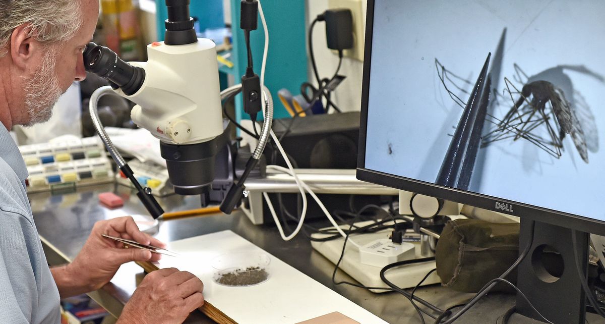 ​Wade Brennan from Sarasota County Mosquito Management Services shows a mosquito that is capable of harboring malaria