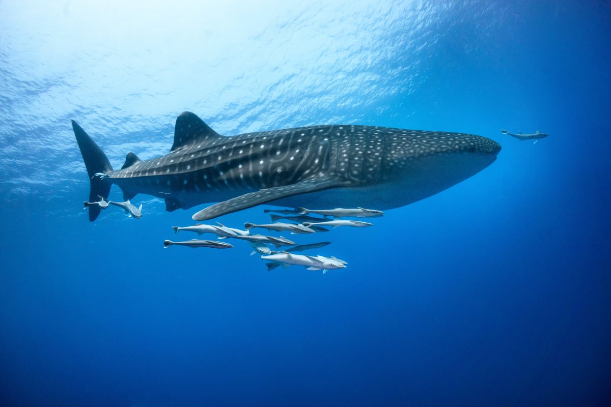 Whale sharks swim through the waters of Ras Mohammed National Park in Egypt.