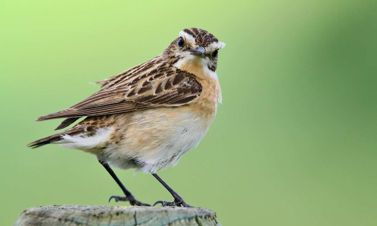 Whinchat bird sitting on a tree bark