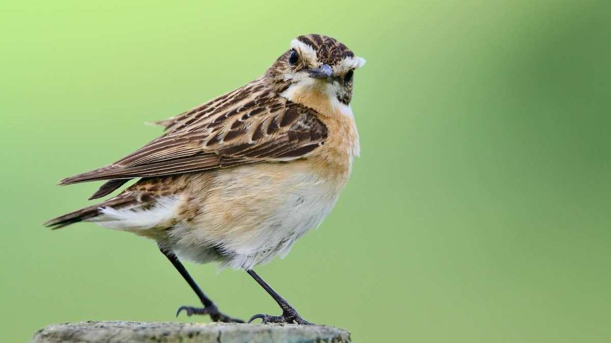 Whinchat bird sitting on a tree bark
