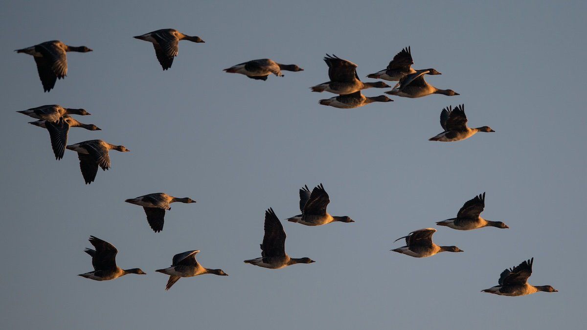  Wild geese fly over the Elbe meadows in the light of the setting sun on November 4, 2020, in Brandenburg, Wittenberge.